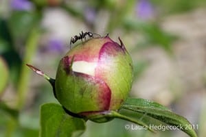 Life Challenges: Explaining How You Cope