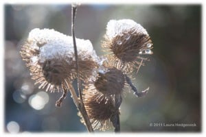 Life challenge prickly and cold