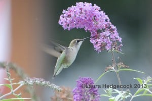 Hummingbird is a small thing