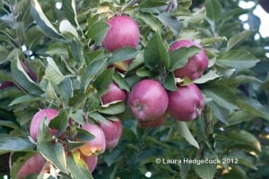 Fall memories of apple orchards