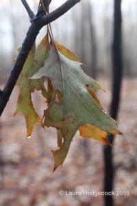 Missing Someone on All Saints Day? You’re not Alone