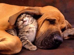Unexpected friendship between cat and dog