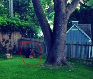 Mary sitting at the fence with her dog Indy