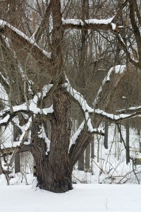 When Strong Family Roots Don’t Produce a Pretty Tree