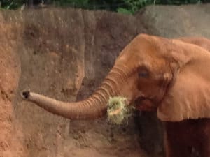 Writing about Personal Facades: 5 Effective Strategies 4 writing about personal facades and naming elephants