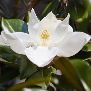 Are Stereotypes Bad for Stories? 4 Steel magnolia sterotype