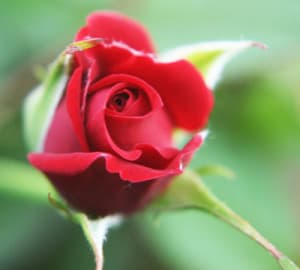 Rose bud 