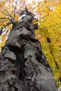 An old gnarled tree