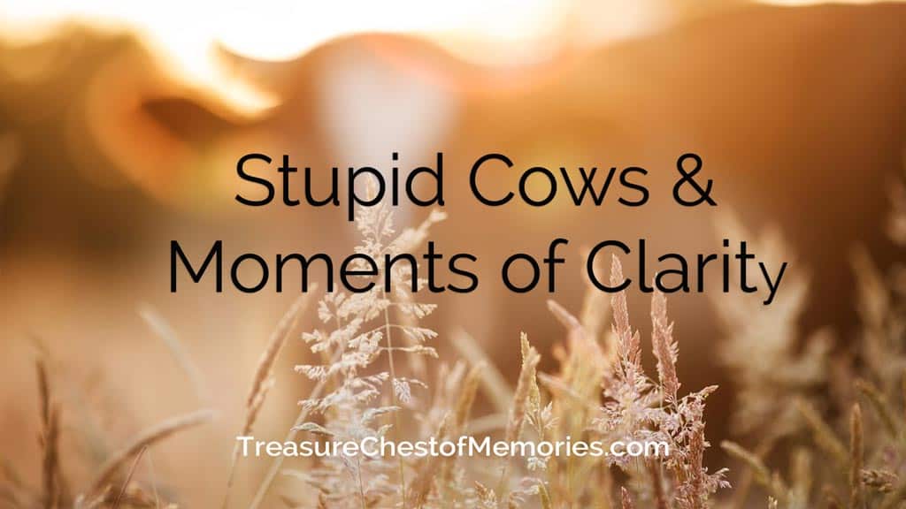 Stupid Cows and Receiving Moments of Clarity